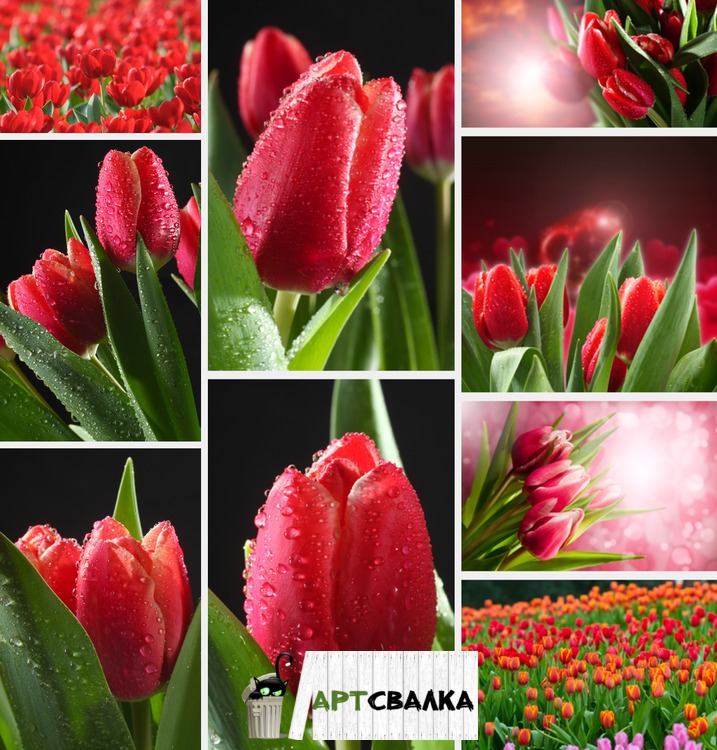 Красные тюльпаны фото. Часть 1 | Red tulips photo. Part 1